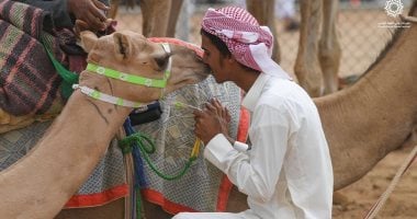 السعودية تعيد المجد لأعرق رياضة عربية .. سباق ولى العهد للهجن يشعل حماس ملاك الإبل لاقتناء المزيد.. يقدم 53 مليون ريالا جوائز وتجهيزات فنية متقدمة لمضمار السباق