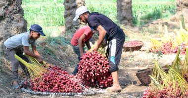 موسم حصاد البلح .. زغلول يا بلح زغلول