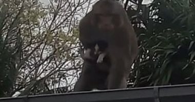 قرد شرير يخطف قطا صغيرا أثناء تناوله الموز.. اعرف التفاصيل