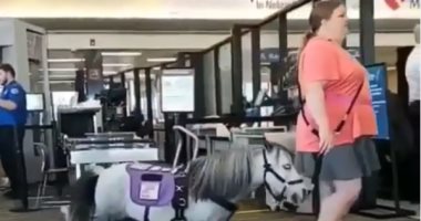 شاهد.. سيدة أمريكية تصطحب حصانها ليركب معها الطائرة بسبب الضغط النفسى 