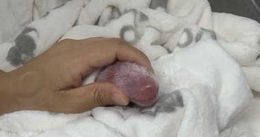 ألمانيا تحتفل بولادة أول صغيرين لباندا عملاقة