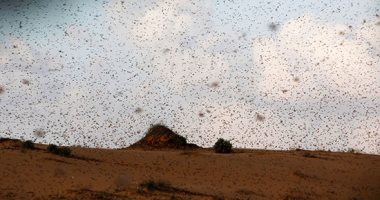 الأمم المتحدة: أزمة الجراد باليمن تلوح مع تعطل جهود مكافحة الآفات