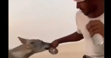 "قلوب رحيمة".. شاهد شاب يروى ظمأ ذئب فى صحراء السعودية