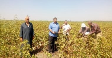 صور.. زراعة 1370 فدان سمسم و1650 قطن بالقنطرة شرق بالإسماعيلية