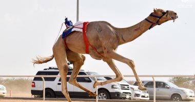 فرنسا تشارك فى مهرجان ولى العهد للهجن بالسعودية بـ"جمل" اللوفر.. تعرف عليه