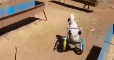 الإنسانية فى أبهى صورها.. صاحب مزرعة يمنح "جدى" كرسى متحرك لمساعدته 
