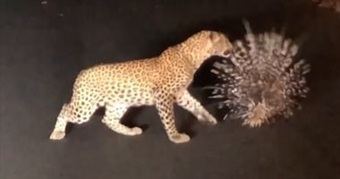 مواجهة غريبة بين نمر وحيوان النيص.. شاهد ماذا حدث؟