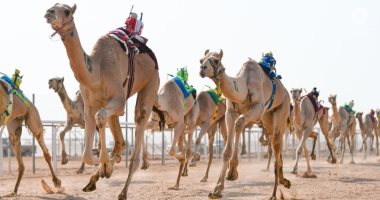 صور.. تنظيم 25 شوط صباحى ضمن فعاليات سباق ولى العهد للهجن بالسعودية
