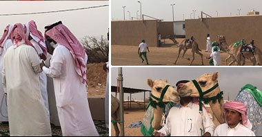 صور.. "اليوم السابع" يرصد خطوات الفوز بجوائز سباق ولى العهد للهجن.. قيمتها 52 مليون ريال وهدايا عينية.. "النوماس" كلمة التهنئة عند خط النهاية.. وهجن الرئاسة بالإمارات والأمير تركى بن فهد بالسعودية الأكثر تألقا