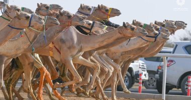 صور .. نتائج 12 شوط من سباق ولى العهد للهجن بالسعودية
