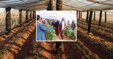"لو مش لاقى شغل اشترك فى صوبة خضار وهتكسب دهب".. مشروعات الصوب الزراعية للشباب بالوادى الجديد تحقق إنتاجية عالية واكتفاء ذاتيا من الخضراوات.. والمحافظ: إتاحة الأرض بالمجان ونستهدف توفير منتجات طازجة بأسعار أقل