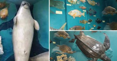 صور.. "معهد علوم البحار بالغردقة" أقدم محطة بحثية للأحياء المائية بالشرق الأوسط.. أنشأت عام 1928 بتكليف من جامعة القاهرة.. بعيدة عن العمران وقريبة من الشعاب المرجانية.. وحامد جوهر تولى رئاستها طوال 40 عاما