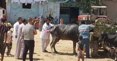 قافلة مجانية لبيطرى الإسماعيلية للحفاظ على الثروة الحيوانية