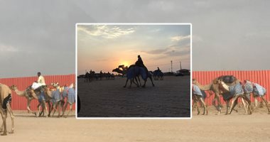 صور.. اليوم السابع يعايش كواليس ميدان سباق الهجن بالطائف.. "التفحيم" تدريب يومى للإبل قبل التسابق للحفاظ على لياقتها وحيويتها.. "العزب" مقرات الملاك والمدربين ومنها تدار خطط تحقيق الفوز