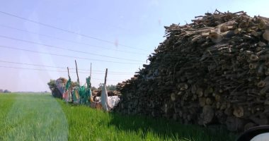 مكامير الفحم كابوس يؤرق أهالى قرية إبشواى الملق بالغربية..والبيئة: إزالة المخالف