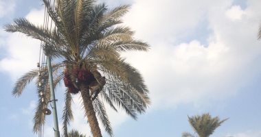 "كوم النور" أشهر قرى إنتاج التمر بالدقهلية..النخل يدخل فى الميراث ويوزع بالشرع