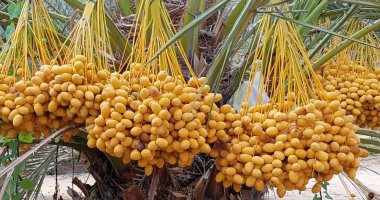 بدء موسم جنى البلح بالوادى الجديد