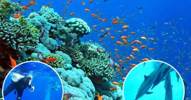 صور.. مواقع الغوص البعيدة جنوب البحر الأحمر.. جنة لا يعرفها سوى السياح المحترفين فى رياضة ارتياد الأعماق.. باحث بيئى: تضم أفضل شعاب مرجانية وعمرها ملايين السنين وبُعدها وفر حياة آمنة للكائنات البحرية بها