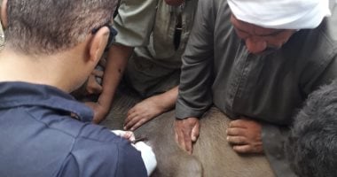 صور.. الزراعة تعلن استمرار القوافل البيطرية العلاجية المجانية بقرى بنى سويف