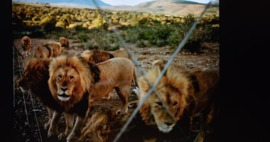 صور.. كواليس الحياة البرية وأسرار صيد الأسود فى إفريقيا
