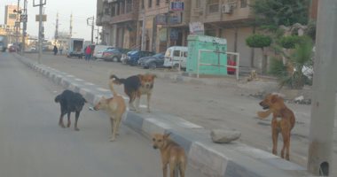 شكوى من انتشار الكلاب الضالة بشارع خليل نظير فى منطقة شبرا