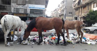 اضبط مخالفة..أصحاب المحلات بحى الزهور ببورسعيد يشتكون انتشار "الحمير والقمامة"