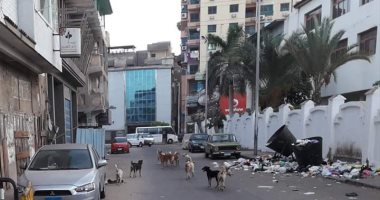 شكاوى من انتشار الكلاب الضالة بدمياط.. والمحافظة تكلف الطب البيطرى بالتصدى