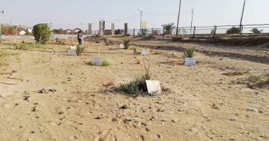 صور.. تعرف على حكاية مزرعة نخيل أنشأها محافظون ووزراء فى مطار الوادى الجديد