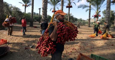 موسم حصاد التمور فى دير البلح بوسط قطاع غزة