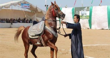 صور.. قصة مهرجان الشرقية للخيول العربية فى دورته الـ24 .. تعرف عليها