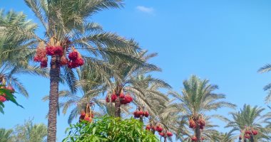 زراعة دمياط: لدينا 792 ألف نخلة تنتج 80 ألف طن سنويا