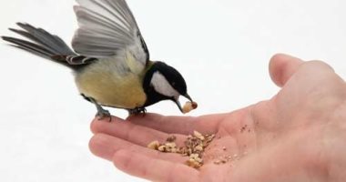 شيكولاتة وحاجات تانية كتير.. أطعمة ممنوعة على الطيور