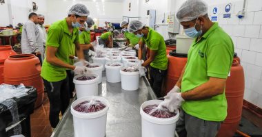 "شبراتنا بالغربية".. حكاية قرية تحتل المركز الاول عالميا فى تصدير المخلل