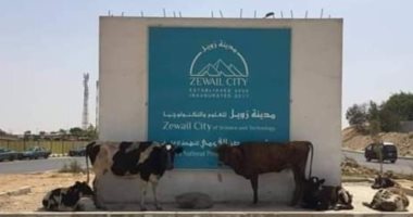 صور.. قطيع مواشى أمام مدخل مدينة زويل بأكتوبر