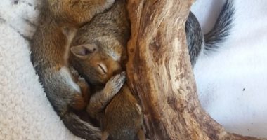 الإنسانية فى أبهى صورها.. سيدة تتبنى سناجب صغيرة لرعايتها قبل أن تعيدها للبرية