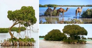تعرف على عقوبة بيع الحيوانات والنباتات المهددة بالانقراض فى القانون
