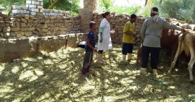 صور.. قافلة بيطرية بأسوان لتنشيط التحصين ضد الطاعون البقرى