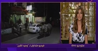 شاهد.. حقيقة الفيديو المتداول لوحيد القرن فى شوارع مصر