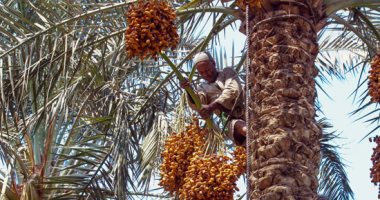 أرض الخير بـ2 مليون نخلة.. مزارعو الجيزة يجنون ثمار فاكهة الجنة