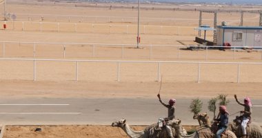 اليوم.. انطلاق سباق الهجن فى شرم الشيخ بحضور 5 وزراء ووفود 15 دولة 