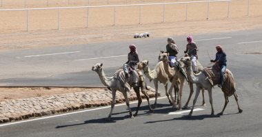 صور.. 10 معلومات عن سباق الهجن بمدينة شرم الشيخ