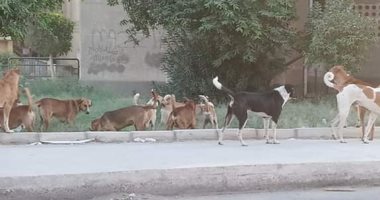 شكوى من انتشار الكلاب الضالة بالتجمع الأول .. صور
