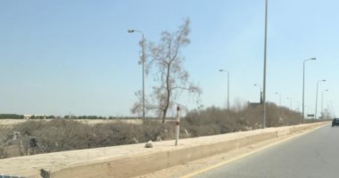 شكوى من ذبول النباتات فى مدخل طريق العين السخنة