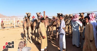 صور.. انطلاق مهرجان سباق الهجن الدولى بشرم الشيخ بـ3 أشواط صباحية