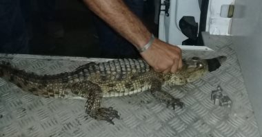 صور.. البيئة تنجح فى الإمساك بتمساح ببورفؤاد ونقله لحديقة حيوان الجيزة