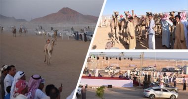 صور.. تنظيم رائع وحضور كبير لسباق الهجن بجنوب سيناء.. ملاك الأبل: اهتمام الدولة برياضة سباقات الهجن رفع أسعارها لتقفز لسقف المليون..الهجانة يتنافسون على اقتناء السلالات القوية..ويلاحقون كل جديد فى عالم سباقاتها