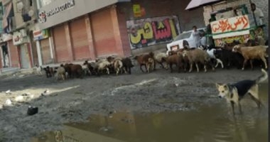 انتشار المواشى بمنطقة أم بيومى يعوق حركة السير فى شبرا الخيمة 