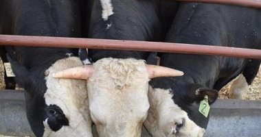علماء يطورون سلالة من الثيران بدون قرون باستخدام تقنية التعديل الوراثى