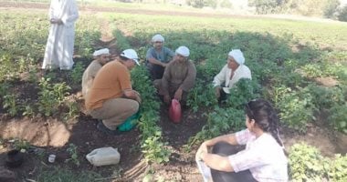 الزراعة تخصص برامج توعوية بحقول الخضر لزيادة الإنتاج ومواجهة المناخ المتغير
