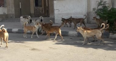 قارئ يشكو من استمرار انتشار الكلاب الضالة بشارع الاقصر بمنطقة إمبابة
